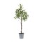 Melrose 31.5" Olive Artificial Potted Tree